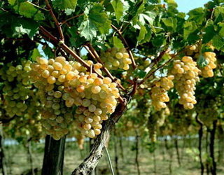 Потреба винограду у волозі залежить від фази росту